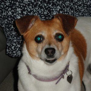 Meet your Posher, Joe